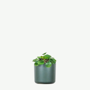 Home plants ecommerce product featured img 12