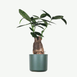 Home plants ecommerce product featured img 13