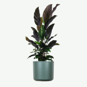 Home plants ecommerce product featured img 18
